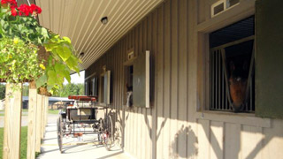 Horse Barn Horse Barn